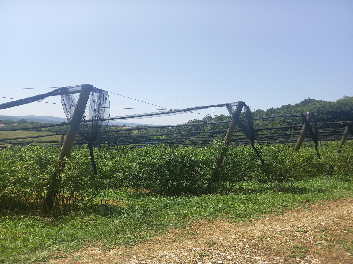 Bela Zemlja, Užice, Srbija, ,Zemljište,Prodaja - Ponuda,1912