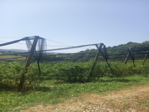 Bela Zemlja, Užice, Srbija, ,Zemljište,Prodaja - Ponuda,1912