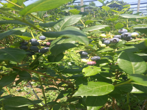 Bela Zemlja, Užice, Srbija, ,Zemljište,Prodaja - Ponuda,1912