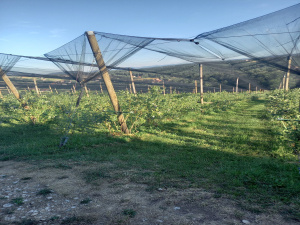 Bela Zemlja, Užice, Srbija, ,Zemljište,Prodaja - Ponuda,1912