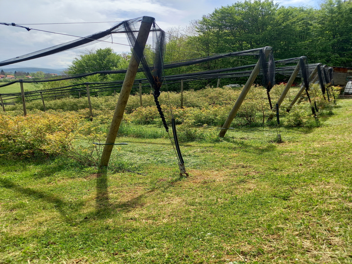 Bela Zemlja, Užice, Srbija, ,Zemljište,Prodaja - Ponuda,1912