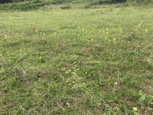 Golo brdo, Mokra Gora, Srbija, ,Zemljište,Prodaja - Ponuda,1927