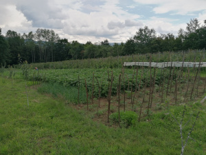 Zdravčići, Požega, Srbija, ,Zemljište,Prodaja - Ponuda,1946