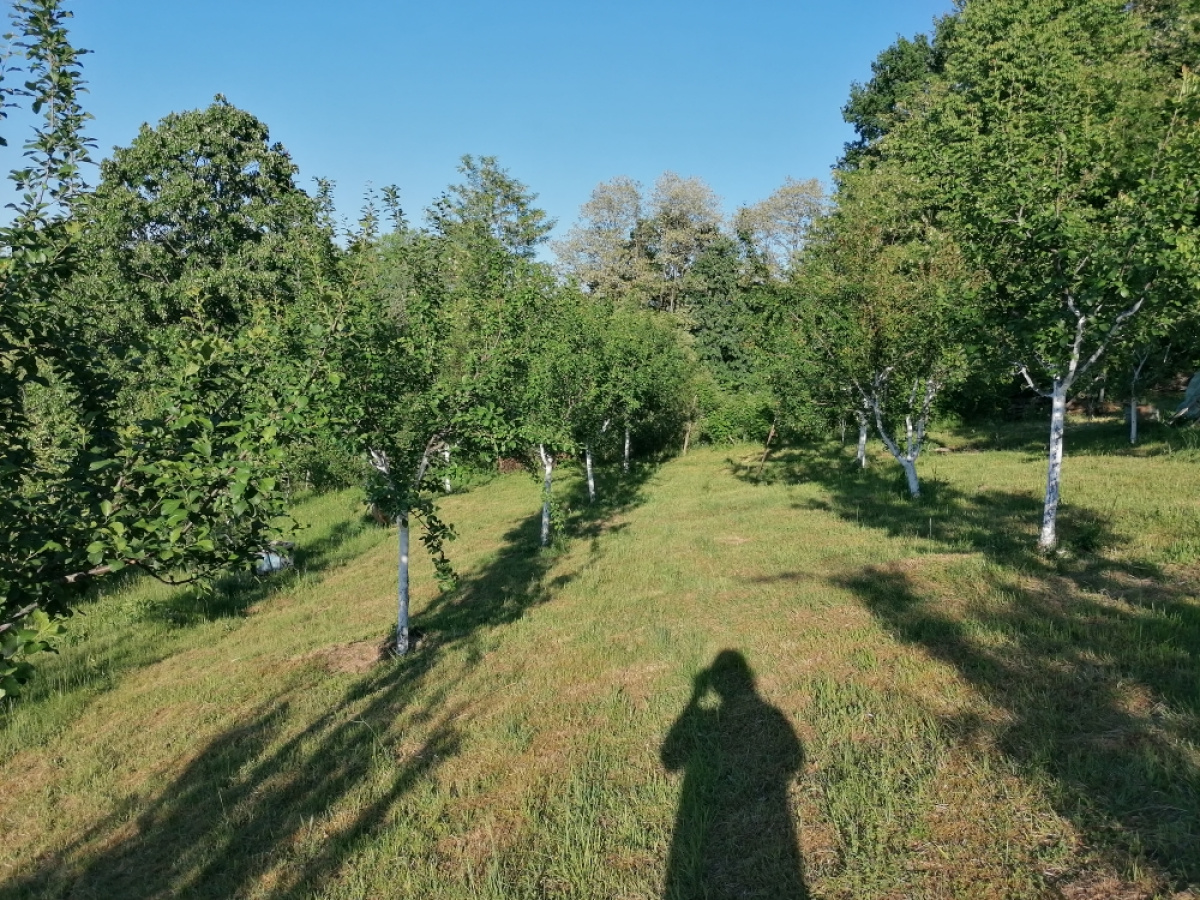 Zdravčići, Požega, Srbija, ,Zemljište,Prodaja - Ponuda,1946