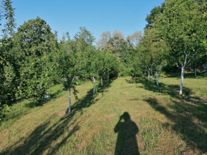 Zdravčići, Požega, Srbija, ,Zemljište,Prodaja - Ponuda,1946