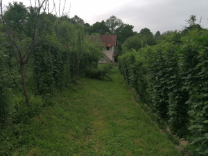 Zdravčići, Požega, Srbija, ,Zemljište,Prodaja - Ponuda,1946