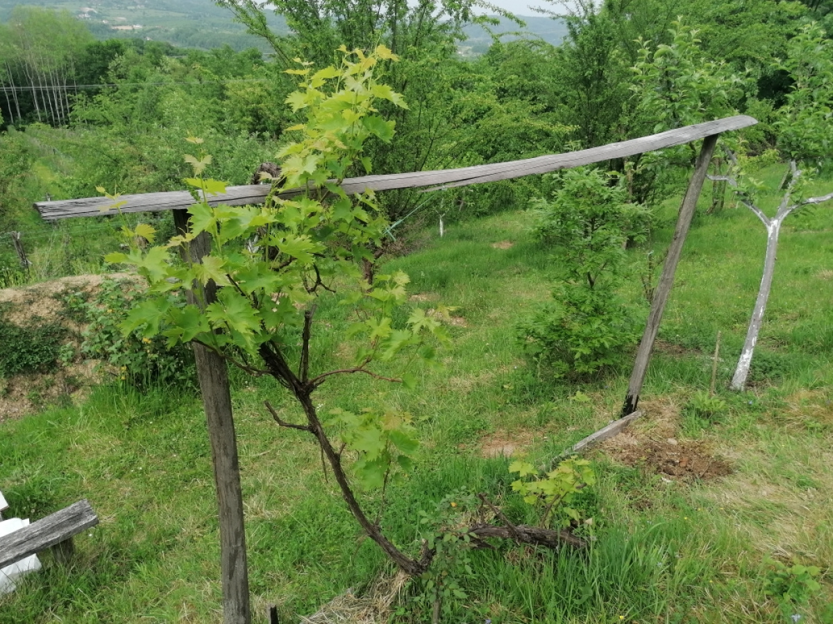 Zdravčići, Požega, Srbija, ,Zemljište,Prodaja - Ponuda,1946