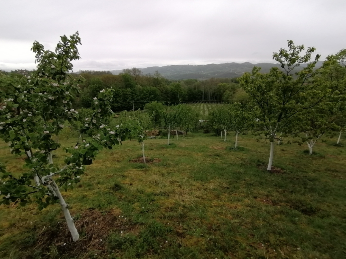 Zdravčići, Požega, Srbija, ,Zemljište,Prodaja - Ponuda,1946