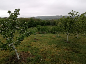 Zdravčići, Požega, Srbija, ,Zemljište,Prodaja - Ponuda,1946