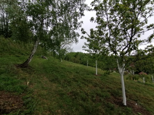 Zdravčići, Požega, Srbija, ,Zemljište,Prodaja - Ponuda,1946