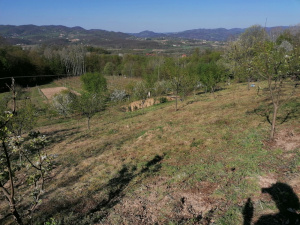 Zdravčići, Požega, Srbija, ,Zemljište,Prodaja - Ponuda,1946