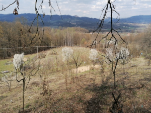 Zdravčići, Požega, Srbija, ,Zemljište,Prodaja - Ponuda,1946
