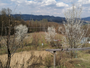 Zdravčići, Požega, Srbija, ,Zemljište,Prodaja - Ponuda,1946