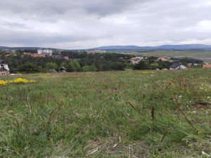 Zova, Zlatibor, Srbija, ,Zemljište,Prodaja - Ponuda,1964
