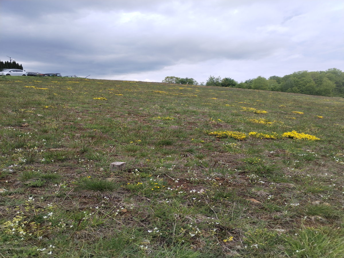 Zova, Zlatibor, Srbija, ,Zemljište,Prodaja - Ponuda,1964