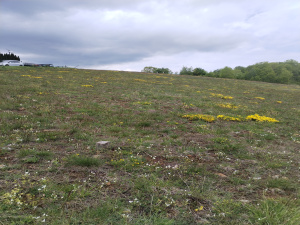 Zova, Zlatibor, Srbija, ,Zemljište,Prodaja - Ponuda,1964