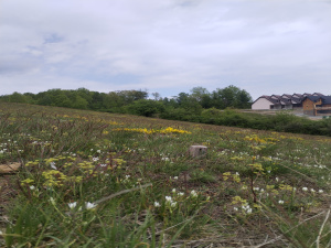 Zova, Zlatibor, Srbija, ,Zemljište,Prodaja - Ponuda,1964