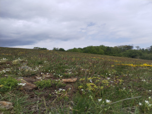 Zova, Zlatibor, Srbija, ,Zemljište,Prodaja - Ponuda,1964