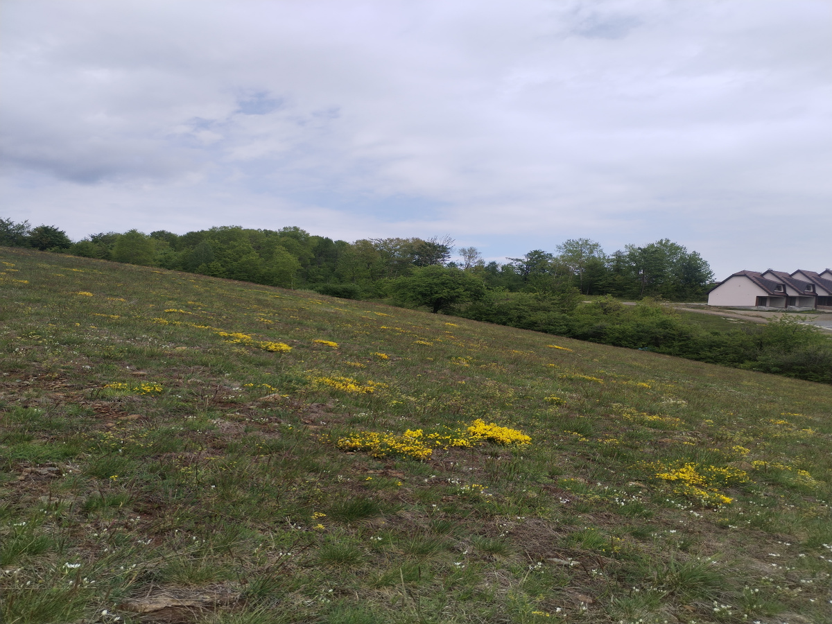 Zova, Zlatibor, Srbija, ,Zemljište,Prodaja - Ponuda,1964
