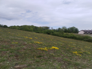 Zova, Zlatibor, Srbija, ,Zemljište,Prodaja - Ponuda,1964