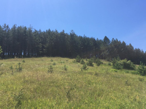 Kremna, Užice, Srbija, ,Zemljište,Prodaja - Ponuda,1969