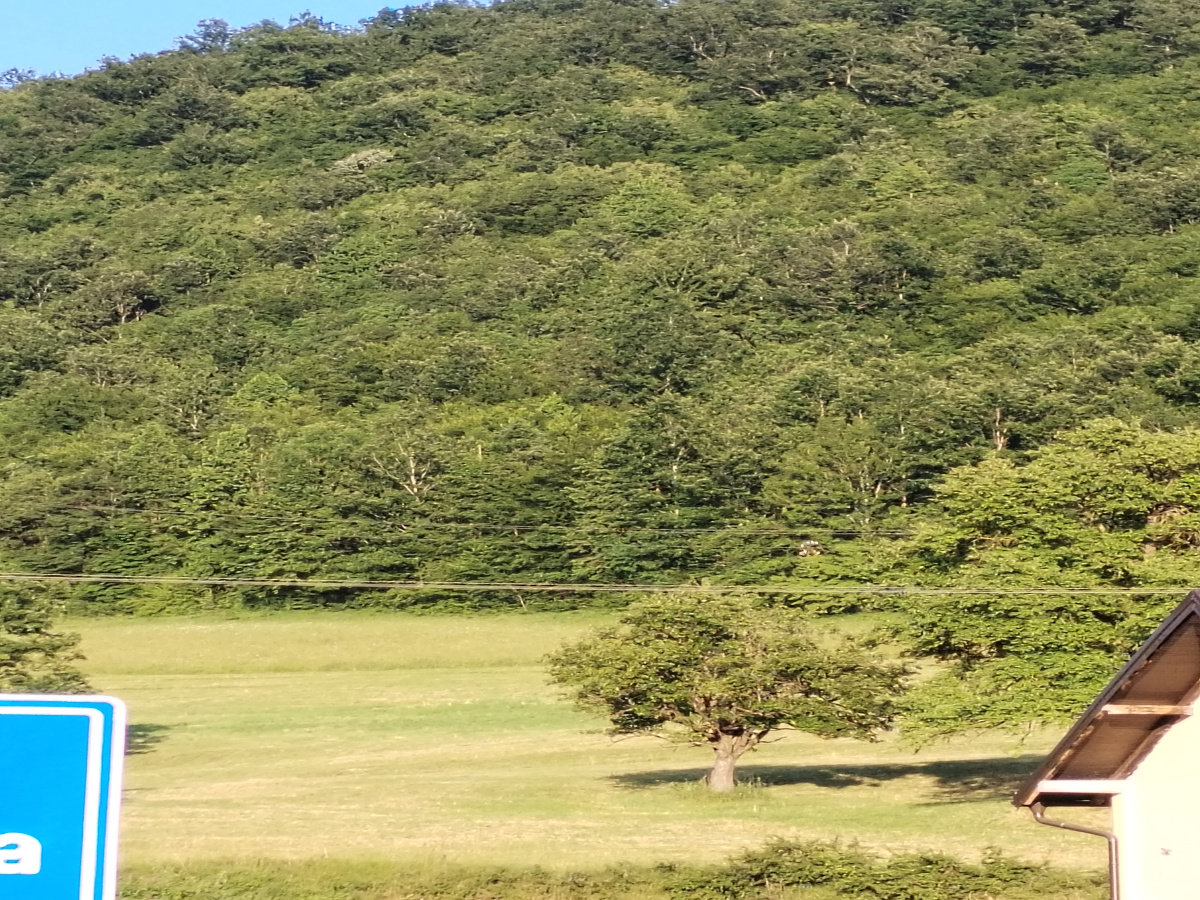 Sušica, Čajetina, Srbija, ,Zemljište,Prodaja - Ponuda,1979