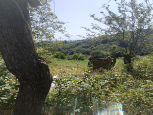 Tvrdići, Požega, Srbija, ,Zemljište,Prodaja - Ponuda,1982