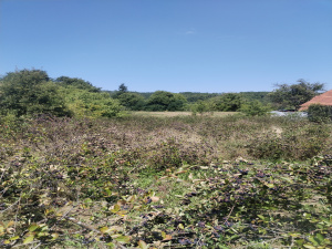 Tvrdići, Požega, Srbija, ,Zemljište,Prodaja - Ponuda,1982