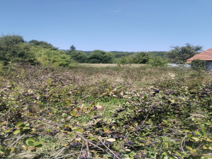 Tvrdići, Požega, Srbija, ,Zemljište,Prodaja - Ponuda,1982