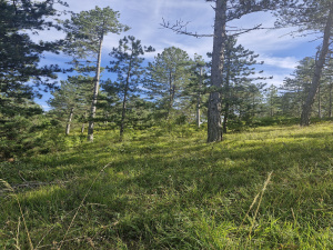Kremna, Užice, Srbija, ,Zemljište,Prodaja - Ponuda,1984