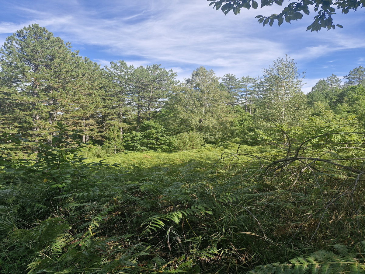 Kremna, Užice, Srbija, ,Zemljište,Prodaja - Ponuda,1984