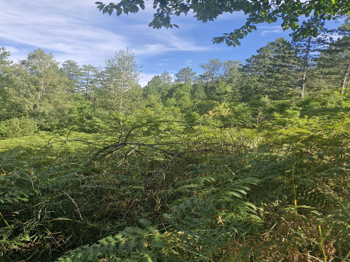 Kremna, Užice, Srbija, ,Zemljište,Prodaja - Ponuda,1984