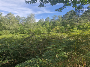 Kremna, Užice, Srbija, ,Zemljište,Prodaja - Ponuda,1984