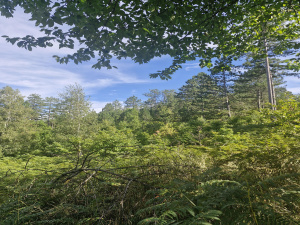 Kremna, Užice, Srbija, ,Zemljište,Prodaja - Ponuda,1984