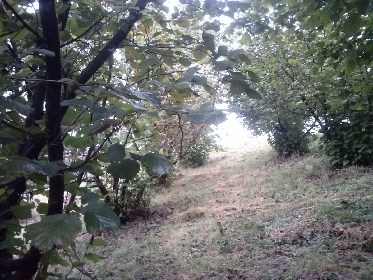 Volujac, Užice, Srbija, ,Zemljište,Prodaja - Ponuda,1987