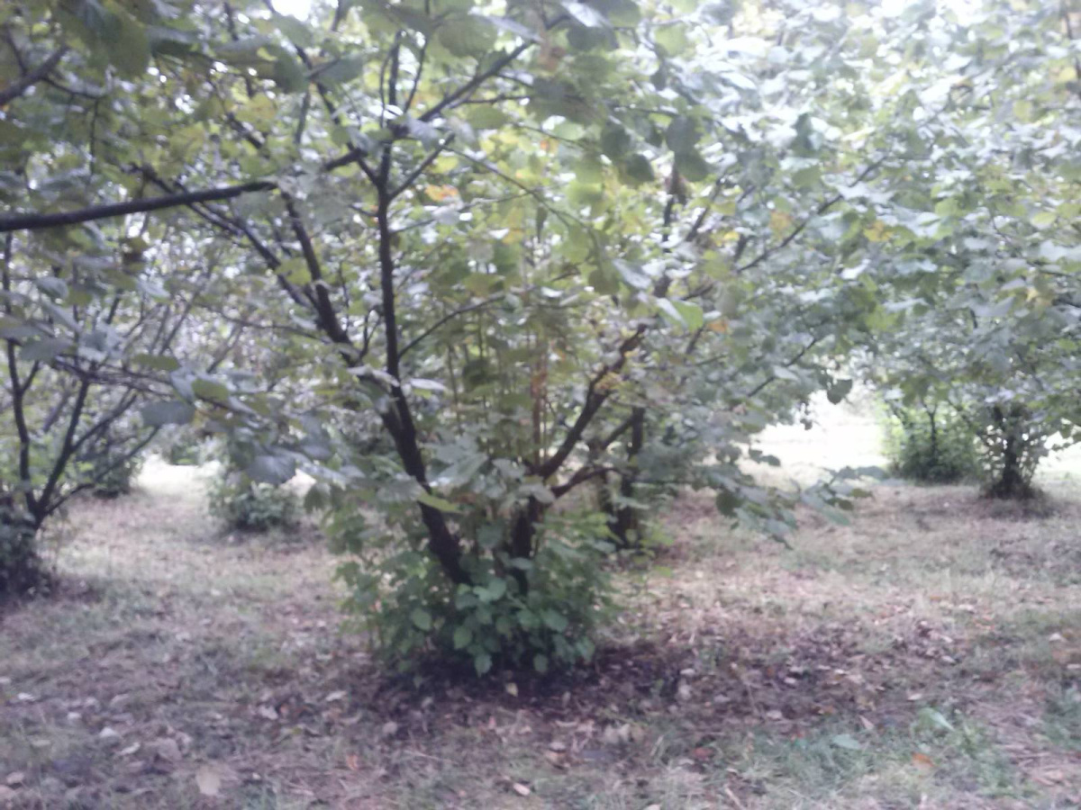 Volujac, Užice, Srbija, ,Zemljište,Prodaja - Ponuda,1987