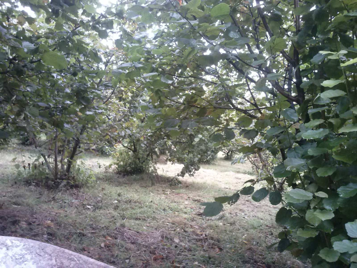 Volujac, Užice, Srbija, ,Zemljište,Prodaja - Ponuda,1987