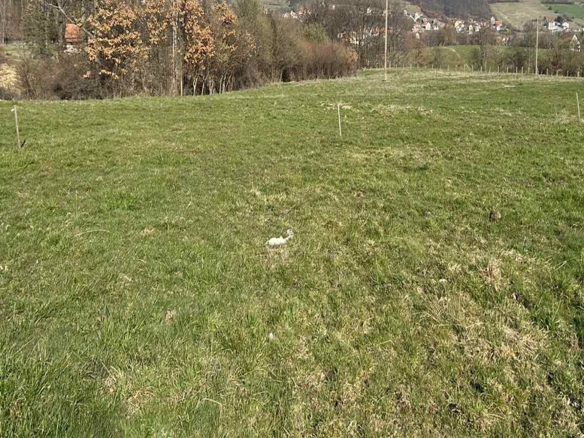 Bela Zemlja, Srbija, ,Zemljište,Prodaja - Ponuda,2270