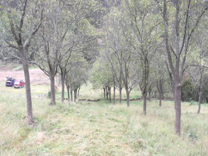 Zemljište, Prodaja - Ponuda, Listing ID 1252, Mokra gora, Užice, Srbija,