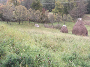 Zemljište, Prodaja - Ponuda, Listing ID 1252, Mokra gora, Užice, Srbija,