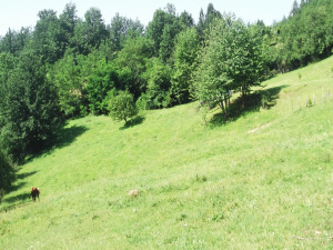 Zemljište, Prodaja - Ponuda, Listing ID 1325, Mokra gora, Užice, Srbija,