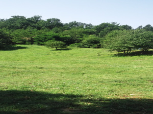 Zemljište, Prodaja - Ponuda, Listing ID 1325, Mokra gora, Užice, Srbija,