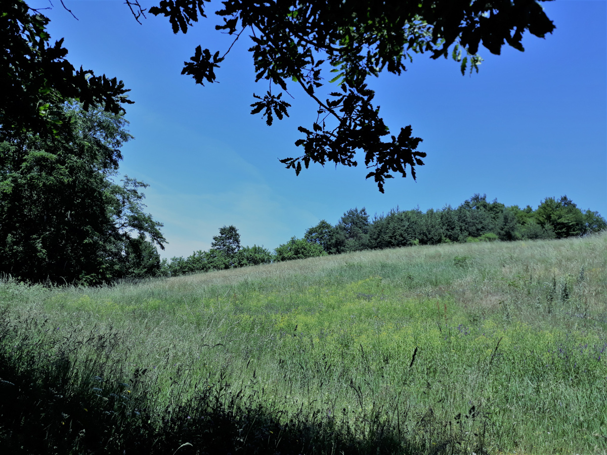 Zemljište, Prodaja - Ponuda, Listing ID 1378, Užice, Buar, Srbija,