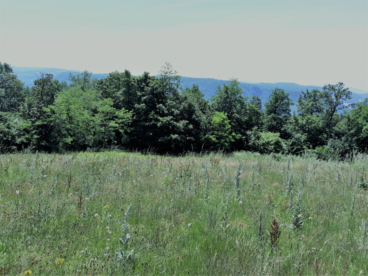 Zemljište, Prodaja - Ponuda, Listing ID 1378, Užice, Buar, Srbija,