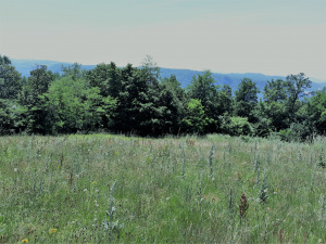 Zemljište, Prodaja - Ponuda, Listing ID 1378, Užice, Buar, Srbija,