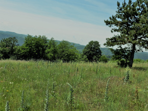 Zemljište, Prodaja - Ponuda, Listing ID 1378, Užice, Buar, Srbija,