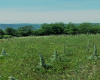Zemljište, Prodaja - Ponuda, Listing ID 1378, Užice, Buar, Srbija,