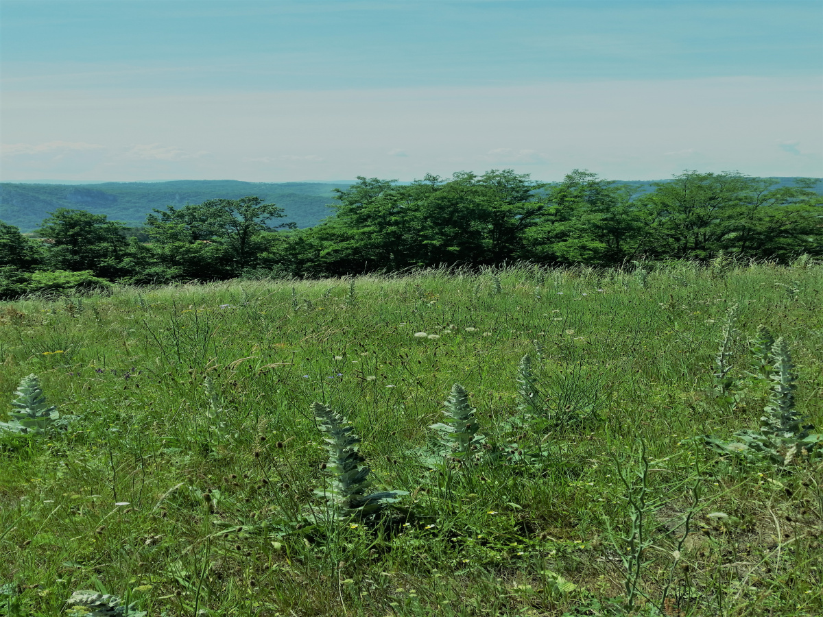 Zemljište, Prodaja - Ponuda, Listing ID 1378, Užice, Buar, Srbija,