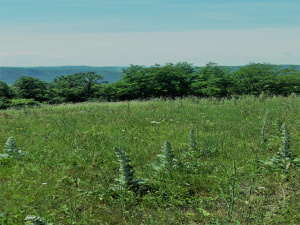 Zemljište, Prodaja - Ponuda, Listing ID 1378, Užice, Buar, Srbija,