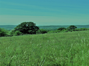 Zemljište, Prodaja - Ponuda, Listing ID 1378, Užice, Buar, Srbija,